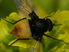 Esenbeckia