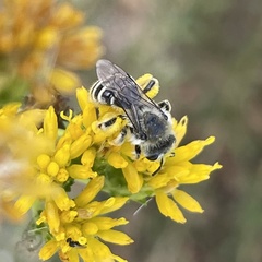 Andrena isocomae