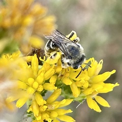 Andrena isocomae