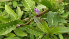 Hygrophila pogonocalyx