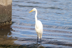 Ardea alba