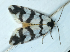 Thallarcha albicollis