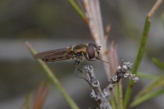 Melangyna