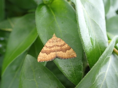 Chrysolarentia correlata