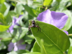 Tharpyna campestrata