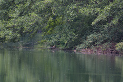 Ixobrychus minutus minutus