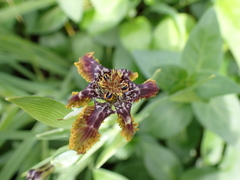 Ferraria crispa