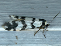 Thallarcha albicollis