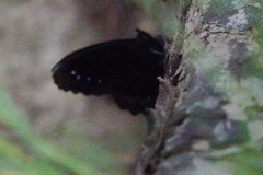 Gyrocheilus patrobas