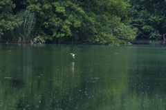 Ixobrychus minutus minutus