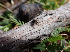 Maratus vespertilio