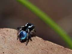 Maratus anomalus