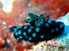 Nembrotha cristata