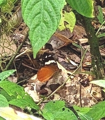 Aterica rabena