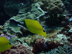 Forcipiger flavissimus