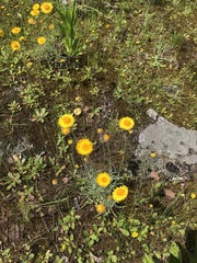Leucochrysum albicans albicans
