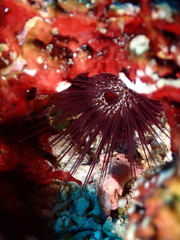 Echinostrephus