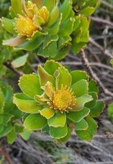 Leucospermum oleifolium