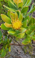 Leucospermum oleifolium