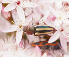 Castiarina vittata