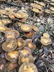 Agrocybe putaminum