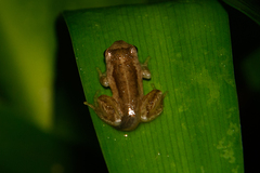 Litoria