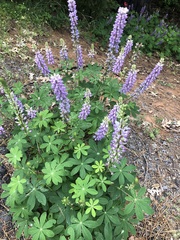 Lupinus latifolius