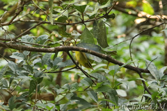 Phylloscopus ricketti