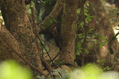 Blythipicus pyrrhotis