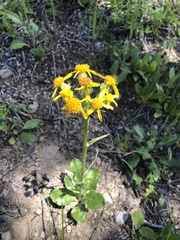 Senecio aronicoides