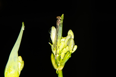 Austroagrion watsoni
