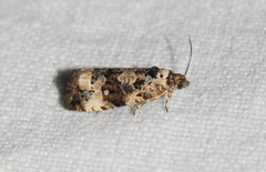 Endothenia marginana
