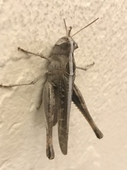 Rhammatocerus viatorius