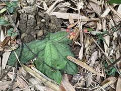 Ardisia primulifolia