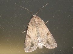 Spodoptera