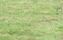 Stizoptera bichenovii