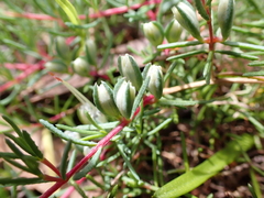 Frankeniaceae