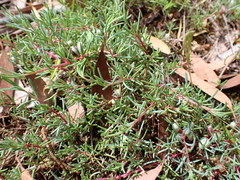 Frankeniaceae