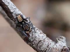 Maratus plumosus