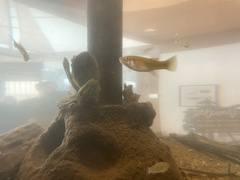 Crassostrea virginica