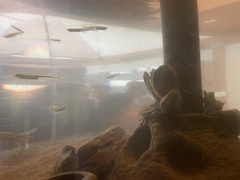 Crassostrea virginica