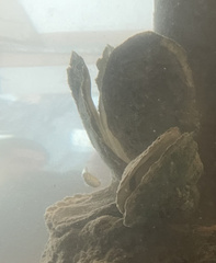 Crassostrea virginica