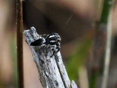 Maratus velutinus