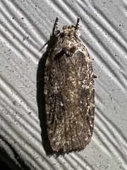 Agonopterix pulvipennella