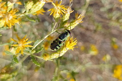 Hedriodiscus truquii