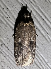 Agonopterix pulvipennella