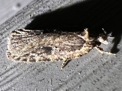 Agonopterix pulvipennella