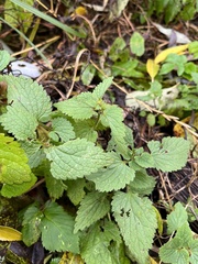 Lamium