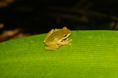 Ranoidea pearsoniana