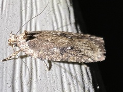 Agonopterix pulvipennella